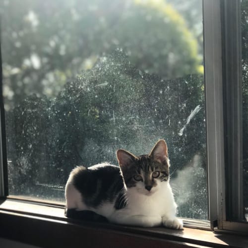 Maisy ~ 4 month old kitten