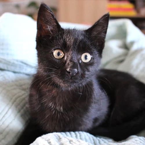 Zelda ~ 10 week old kitten (On Trial 9/5/20)