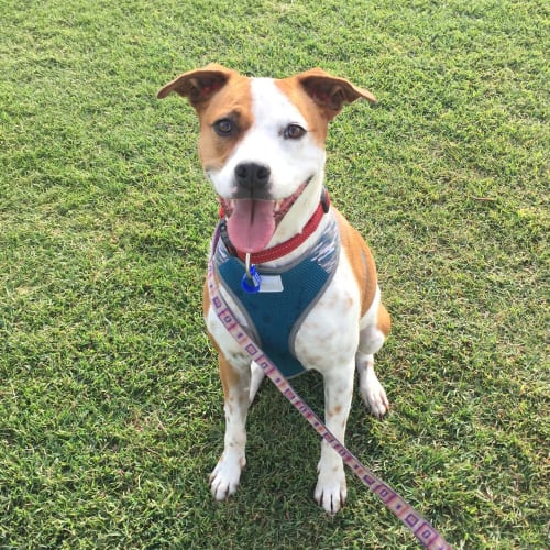 Honey ~ beautiful 3yo Staffy x (On Trial 20/5/20)
