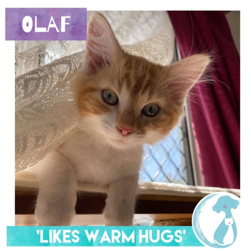 Olaf 