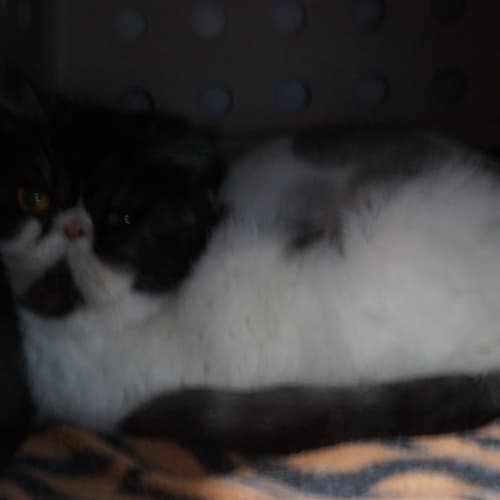 Domino