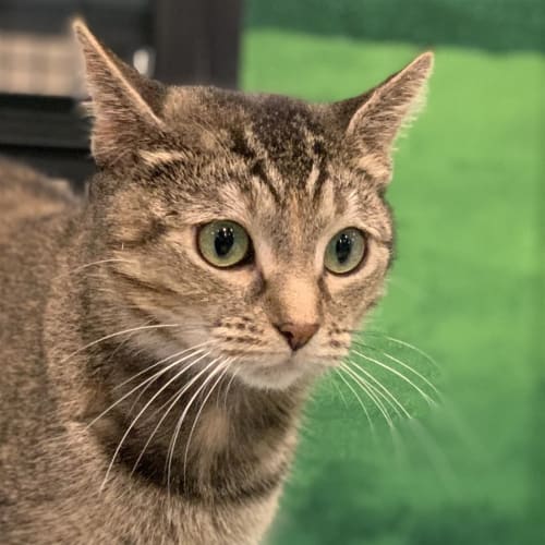 Kiki