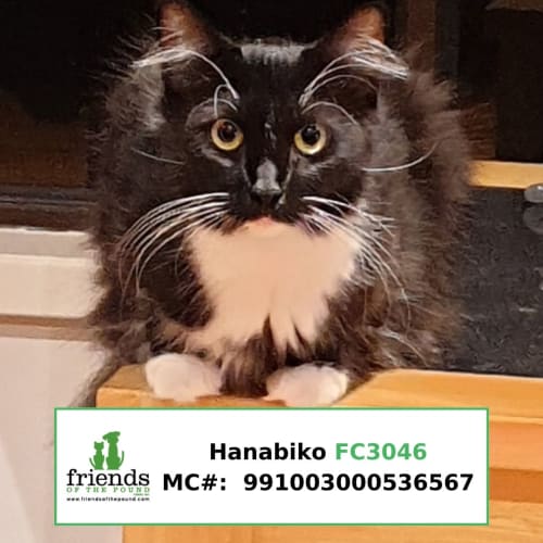 Hanabiko