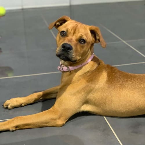 Bailey ~ 5mo Staffy x Rotty pup (On Trial 23/5/20)