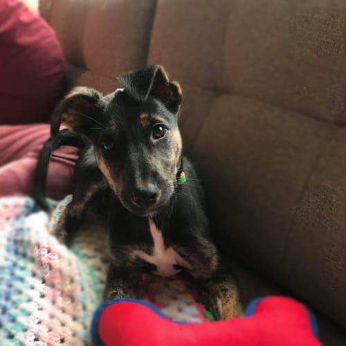 Tibbie