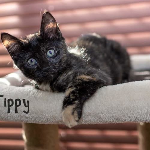 Tippy