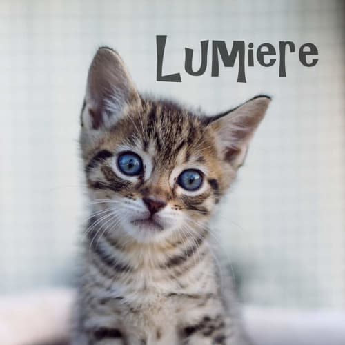 Lumiere 