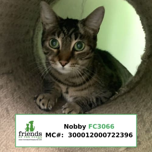 Nobby