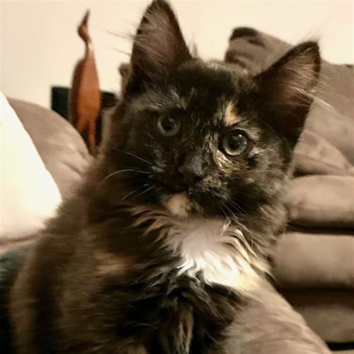 Nora