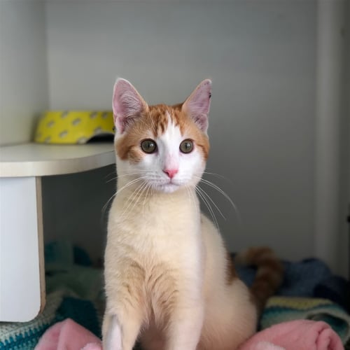 Louie