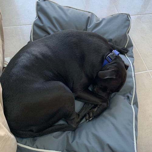 Diesel ~ loving 18mo Staffy x (On Trial 30/05/20)