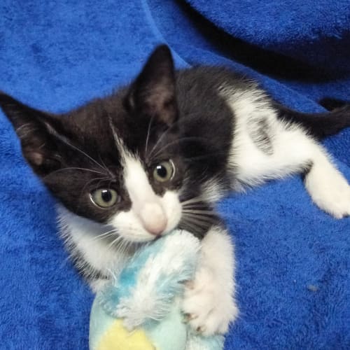 Tinker ***Applications Closed***