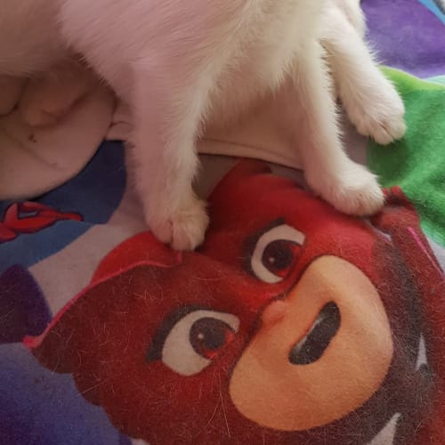Nala