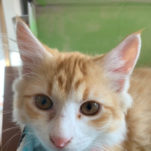 Ed