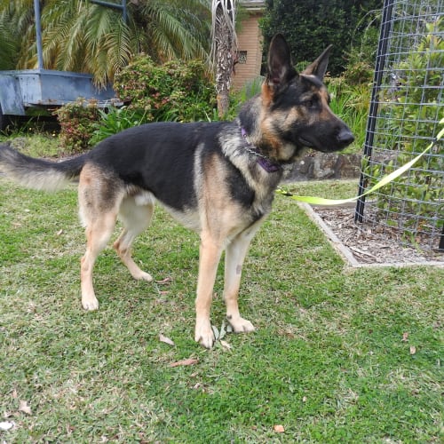 Zeus