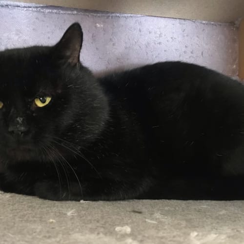 Bagheera 