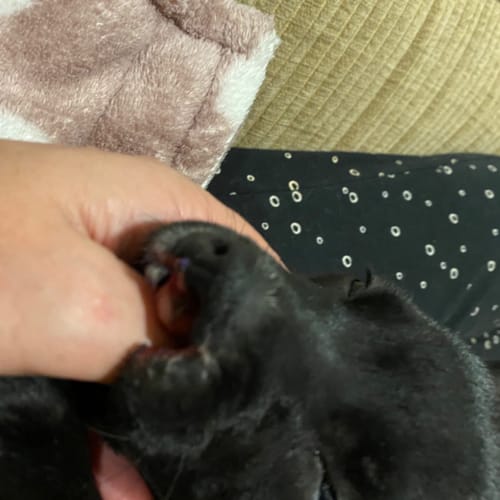 Kisses