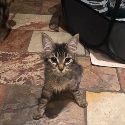 Priscilla 