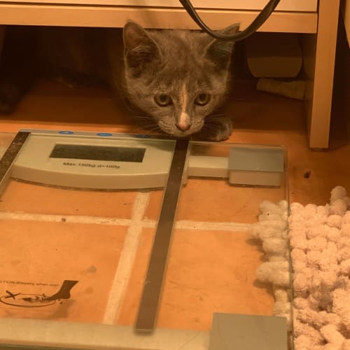 Pip ***Applications Closed***