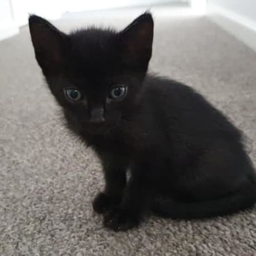 Basil 