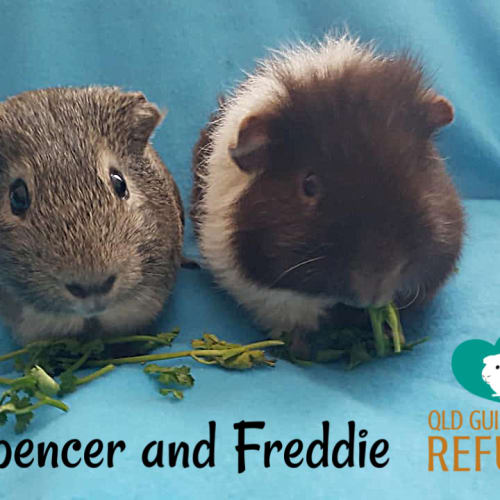 Spencer and Freddie