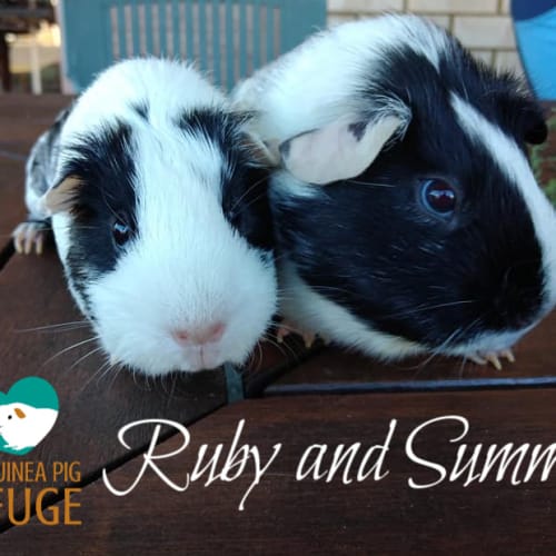 Ruby and Summer