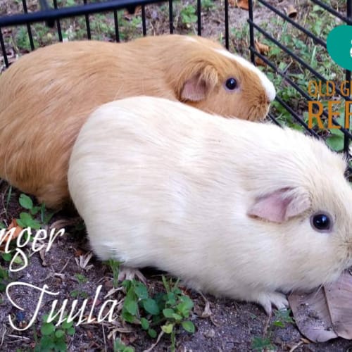 Ginger (desexed male) and Tuula
