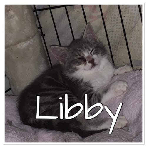Libby