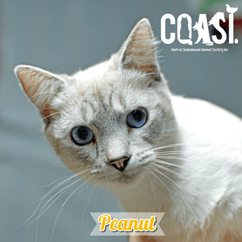 Peanut