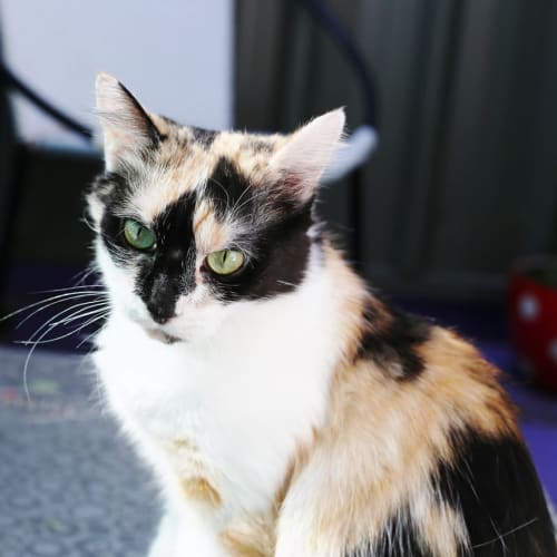 Molly 