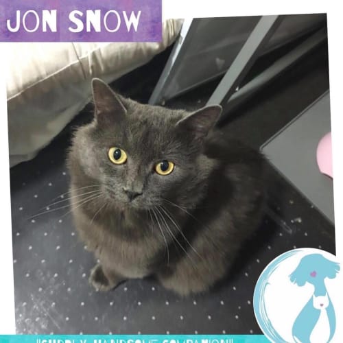 Jon Snow 