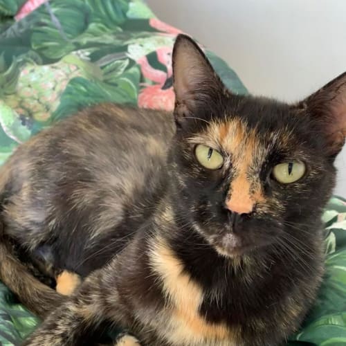 Kali