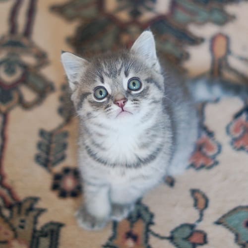 Fig ~ 7 week old kitten (on trial 22/5/20)