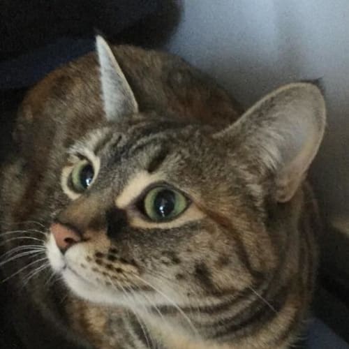 Millicent