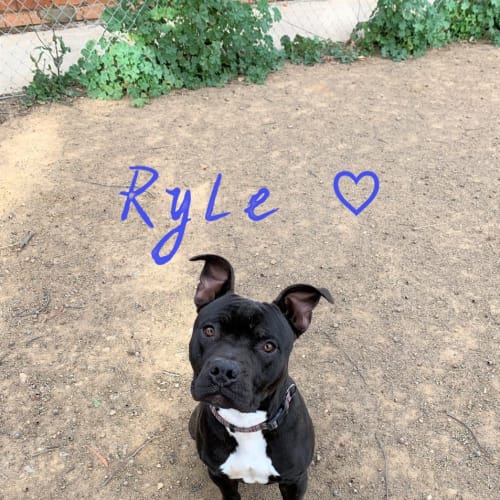 Ryle