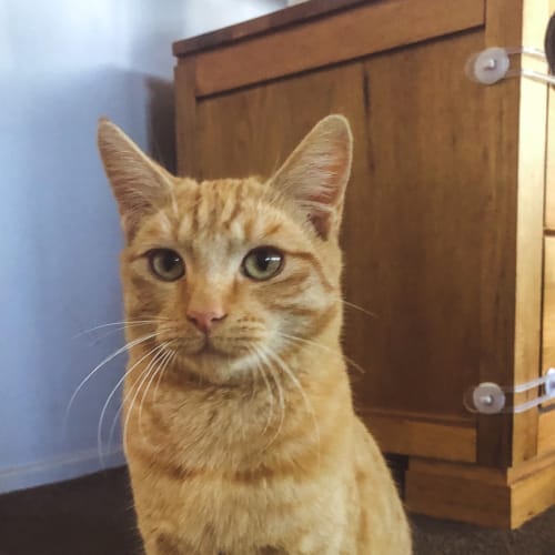 Chester