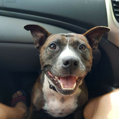 No photo for Shelby ** Love Bug Cat Friendly  **