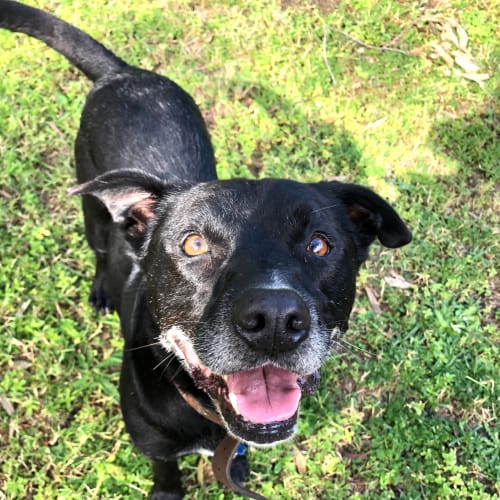 Moby ~ 7 yr Staffy x ~ On Trial 6/6/20