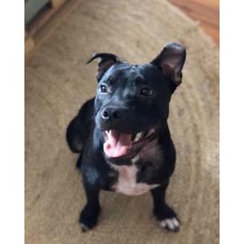 Billy ~ sweet 10mo Staffy x pup (On Trial 13/6/20)