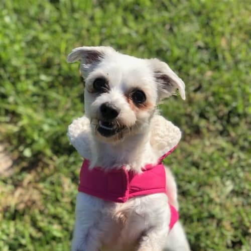 Mia