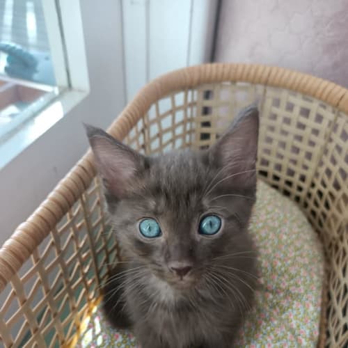 Coco 