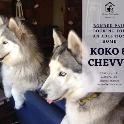 Koko & Chevvy