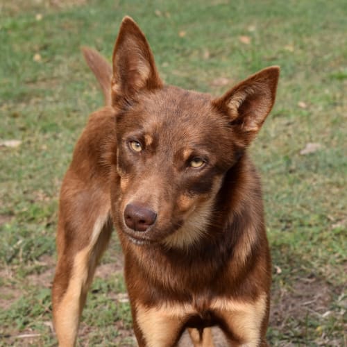 Chase *Application Pending*