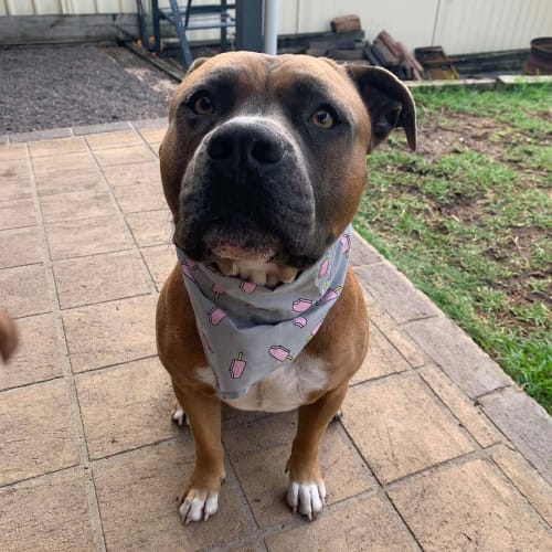 Zeus ~ 2yo Amstaff ( On Trial 30/5/20)