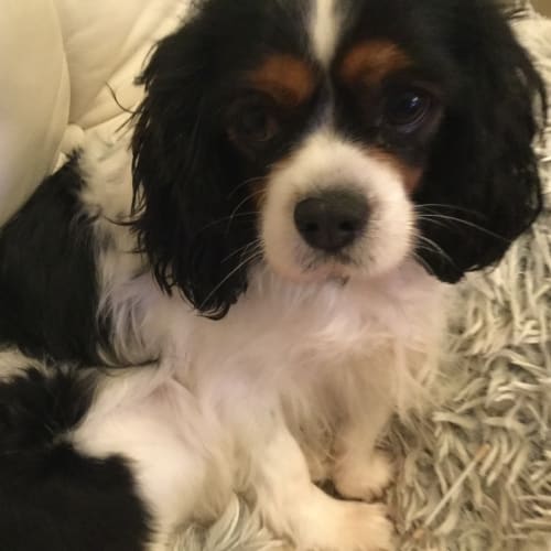 Minnie Moo