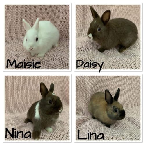 Lina, Nina, Maisie, Daisy