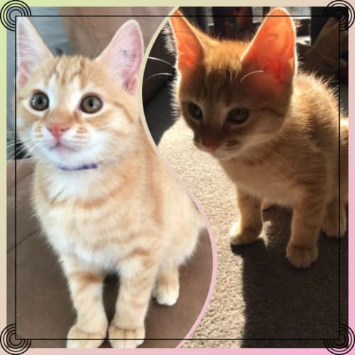 Harper and Henri ❤❤
