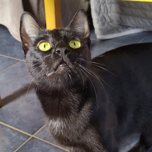 Minerva