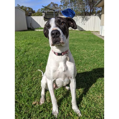 Maddi ~ 1.5yo BullArabxGreatDane (On Trial 3/6/20)