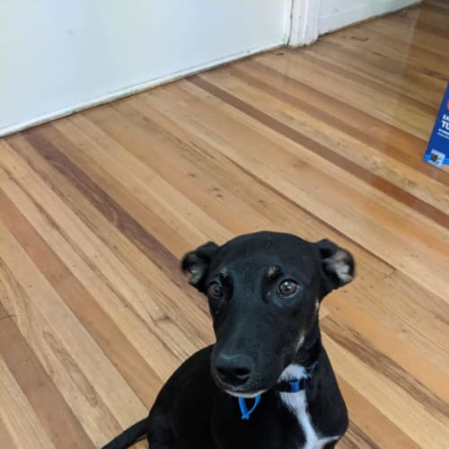 Archie